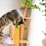 おもちゃを捕まえた猫