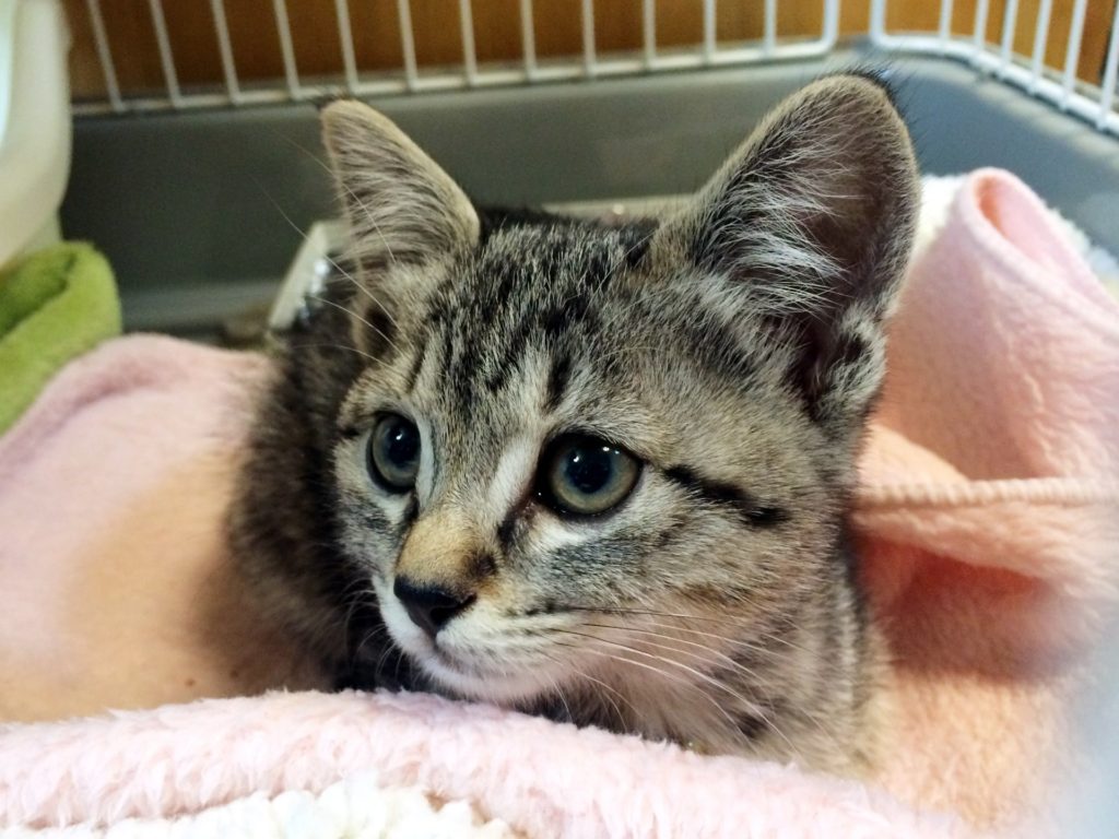 子猫を保護したら - 横須賀市のつだ動物病院