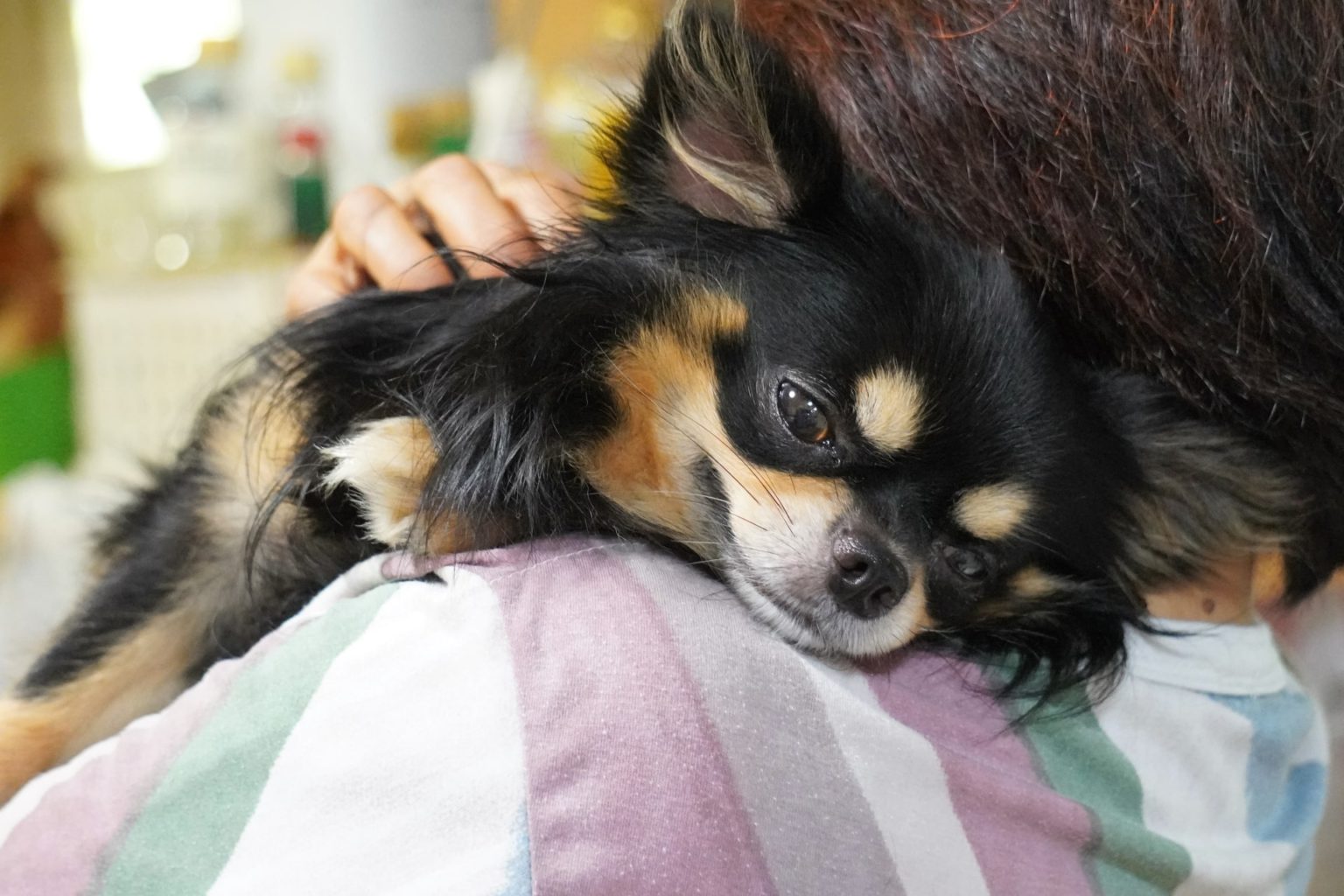 愛犬がいつもより落ち着きがないと感じたら | つだ動物病院