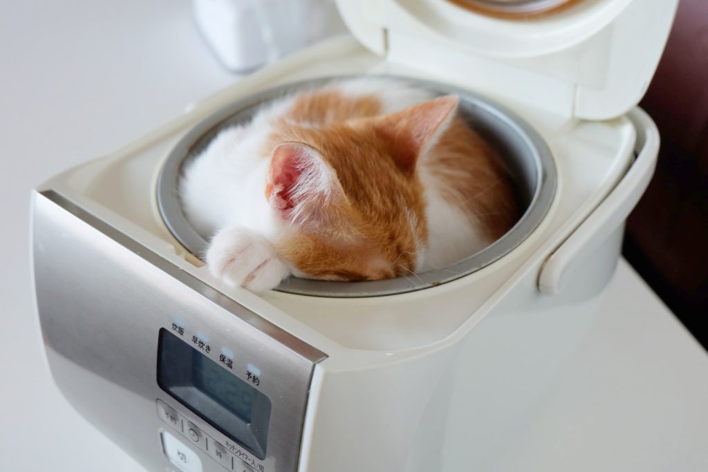 炊飯器に入る猫