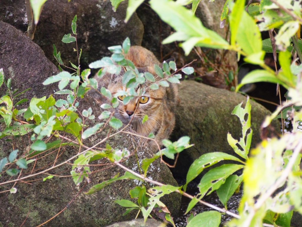岩陰に隠れる野猫