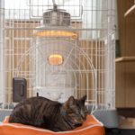 ストーブで温まる猫