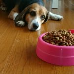 食欲不振の犬