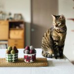 チョコを見つめる猫