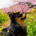 花の匂いを嗅ぐチワワ