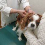 予防接種を受ける犬