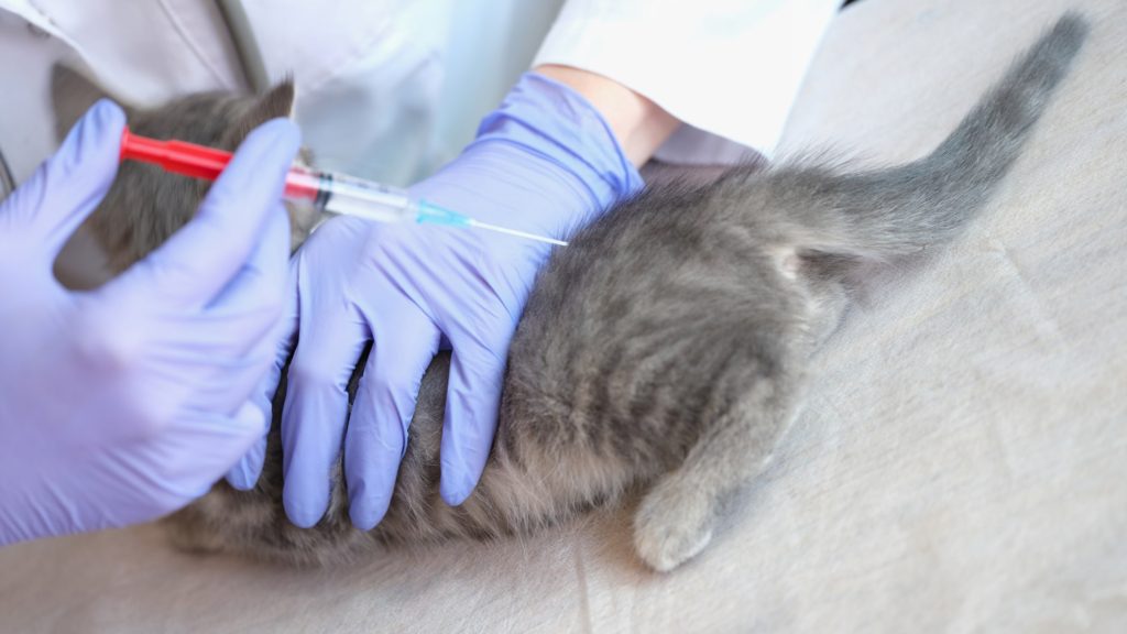 予防接種を受ける猫