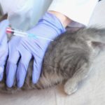 予防接種を受ける猫