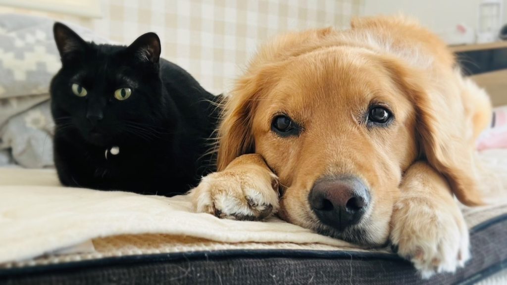 寛ぐ犬と猫