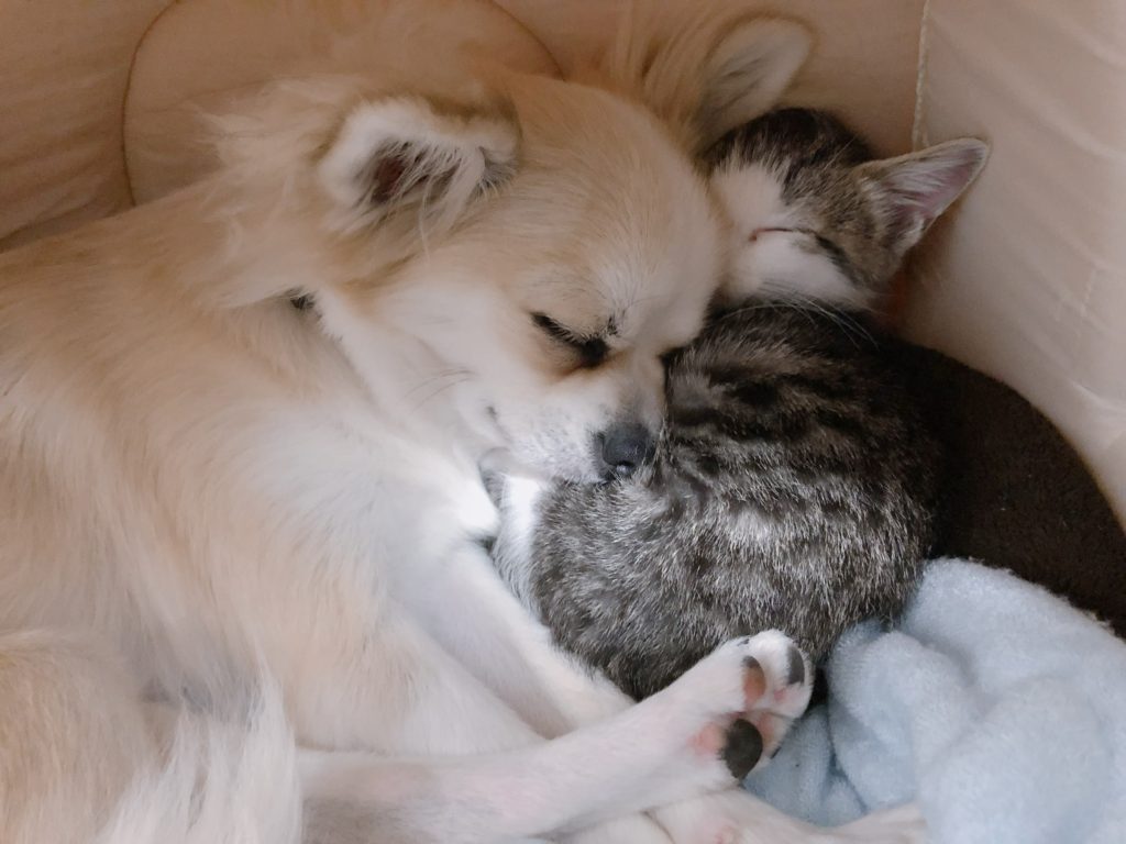 寄り添って眠る犬と猫