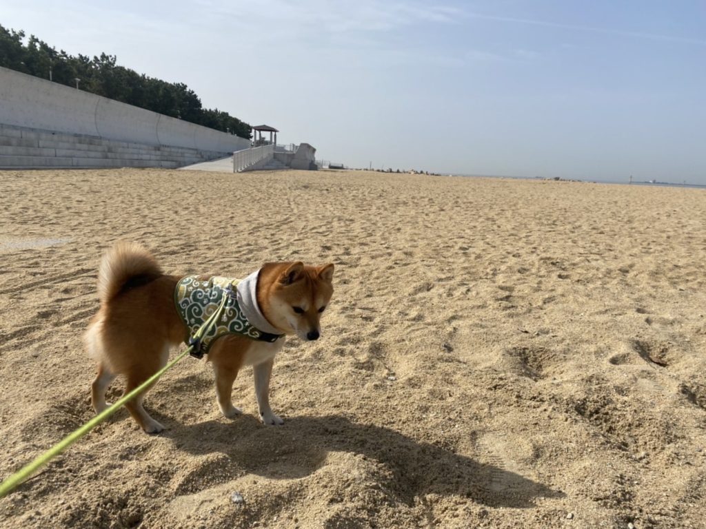 砂浜を散歩する犬