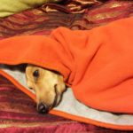 寒くて毛布にくるまる犬