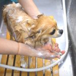 シャンプーされる犬
