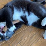 またたびの枝で遊ぶ猫