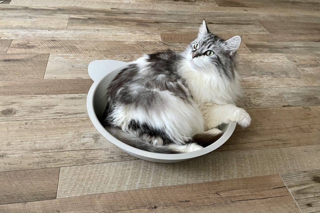 アルミの鍋に入り涼む猫