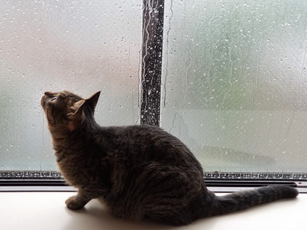 雨の日に外を眺める猫