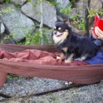 ハンモックに揺られる愛犬と飼い主様