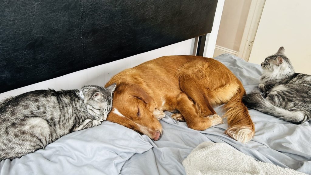 並んで寝る犬と猫
