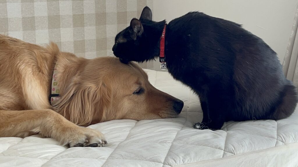 仲良しの犬と猫