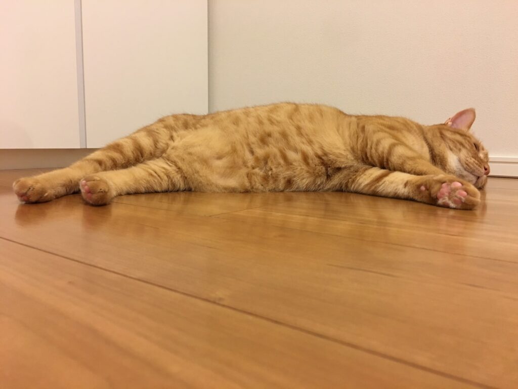 冷たい床で涼む猫