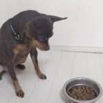 必死にマテする犬