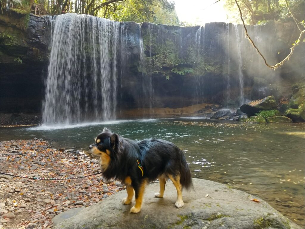 愛犬と滝を観光する
