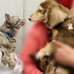 見つめ合う犬と猫