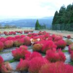 愛犬と紅葉を楽しむ旅