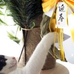 お正月の飾りで遊ぶ猫