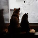 雪景色を見る犬と猫
