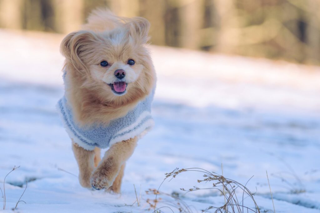 喜んで雪の中を散歩する犬