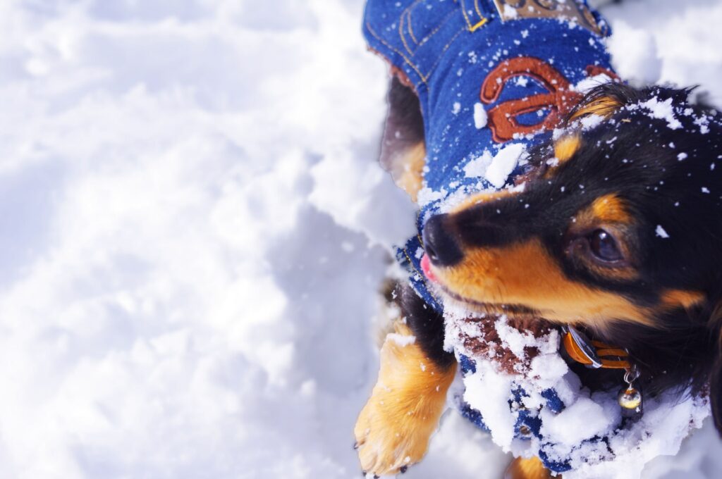 防寒服を着て雪遊びする犬