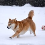雪の中のボール遊び