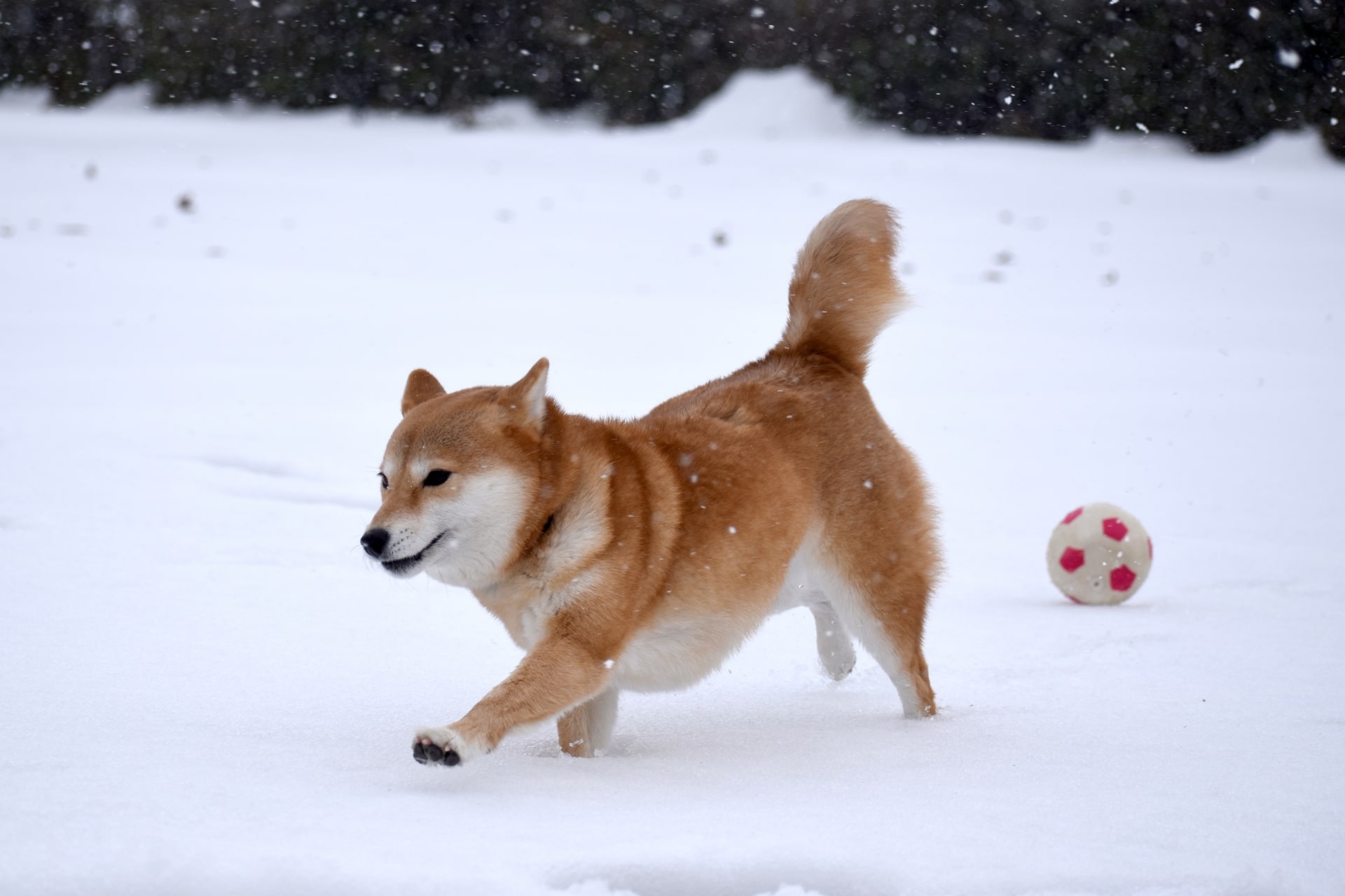 雪の中のボール遊び