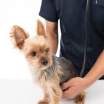 診察を受ける犬