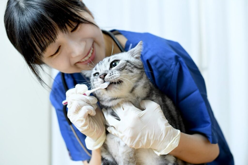 動物看護師に歯を磨かれる猫
