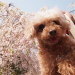 愛犬とお花見