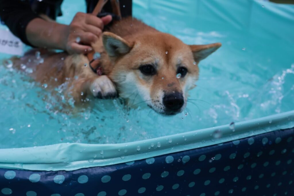 プールで泳ぐ練習中の犬