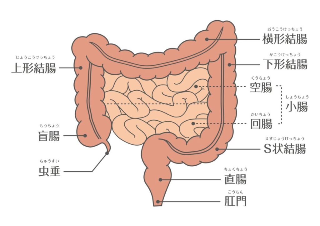 人の腸の構造
