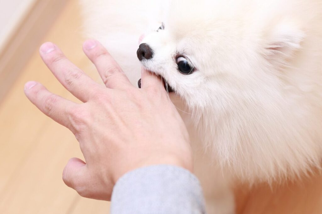 手に咬み付く犬