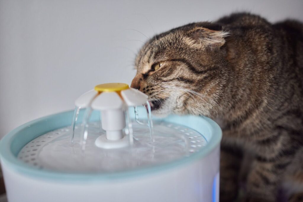 給水器の水を飲む猫