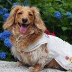 紫陽花の前で笑顔の犬