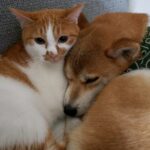 寄り添う犬と猫