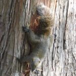 野生のタイワンリス