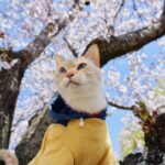 洋服を着た猫のお花見
