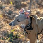 防寒着を着た犬の散歩