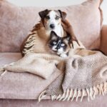 ブランケットにくるまる犬と猫