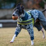 イタリアングレーハウンド