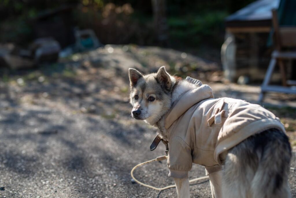 防寒服を着た犬