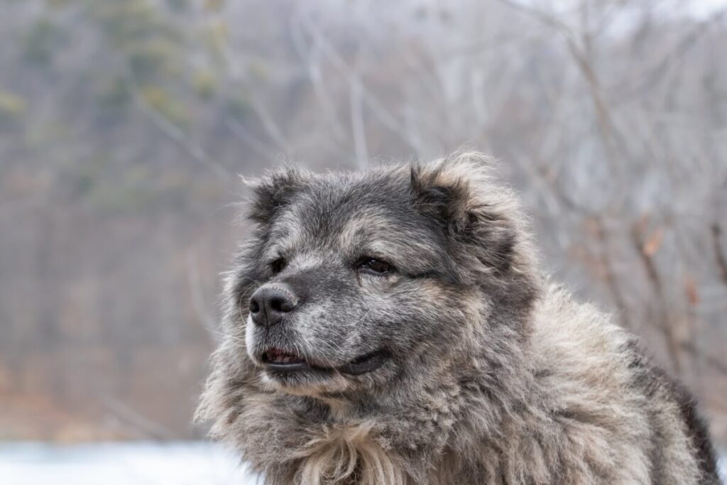 冬の自然を満喫する犬